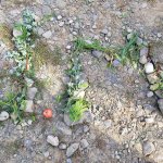 Rajd śladami patrona szkoły